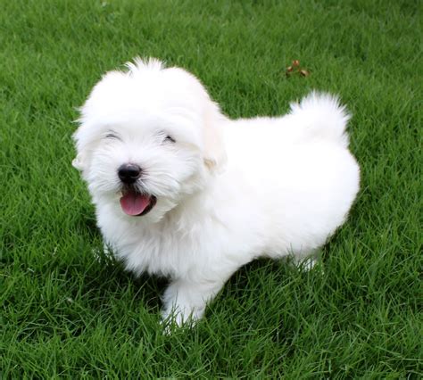 coton de tulear.